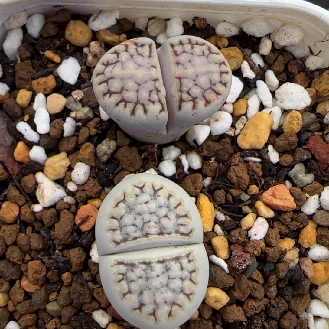 12.2M爱萌多肉清货糖霜8060