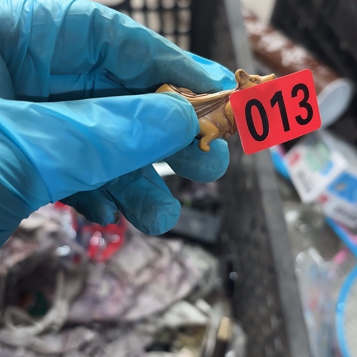 辉***哥杂色豆（科檀/科特迪瓦檀木）