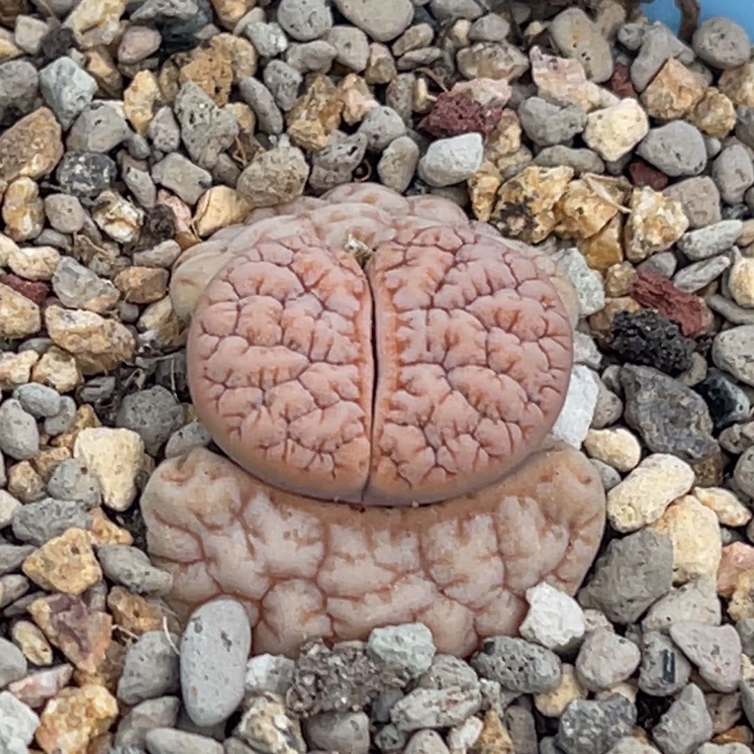 8023凹凸铁189一颗