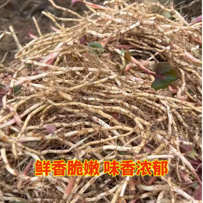 四川巴中本地现挖鲜嫩折耳根鱼腥草可凉拌煲汤蔬菜