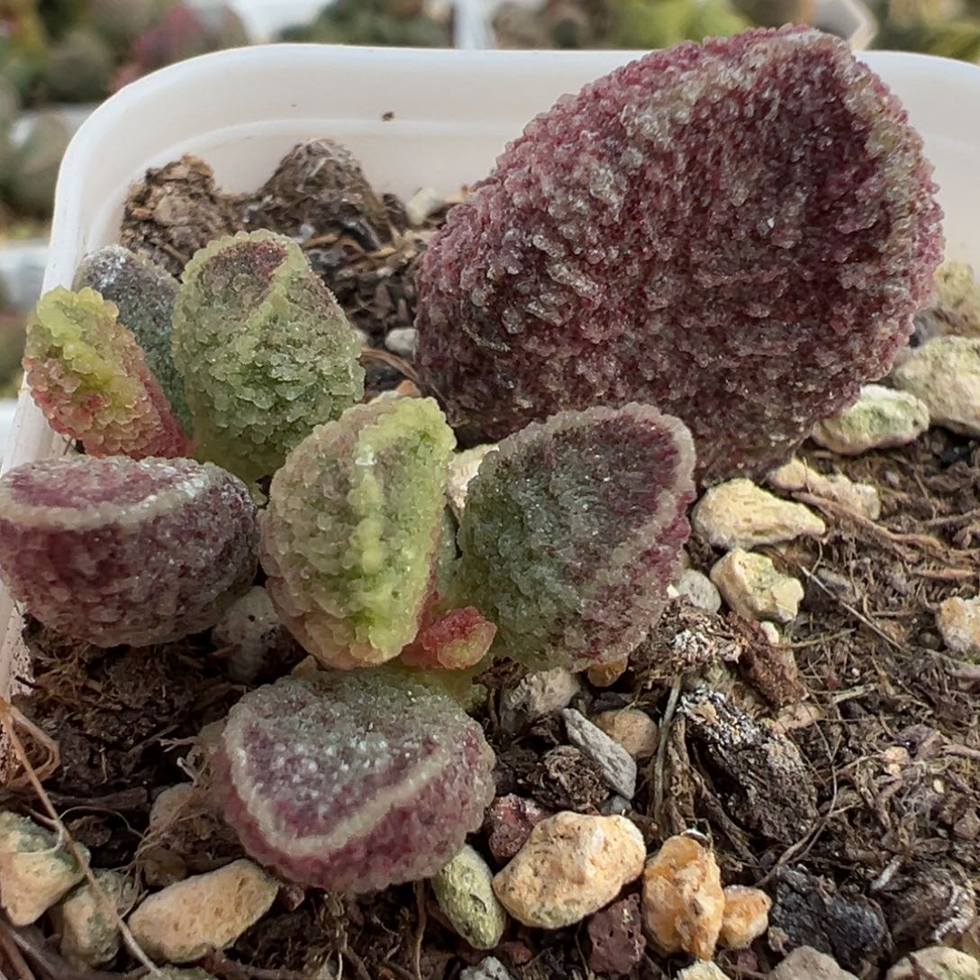 紫猪肝大苗多肉植物水泡