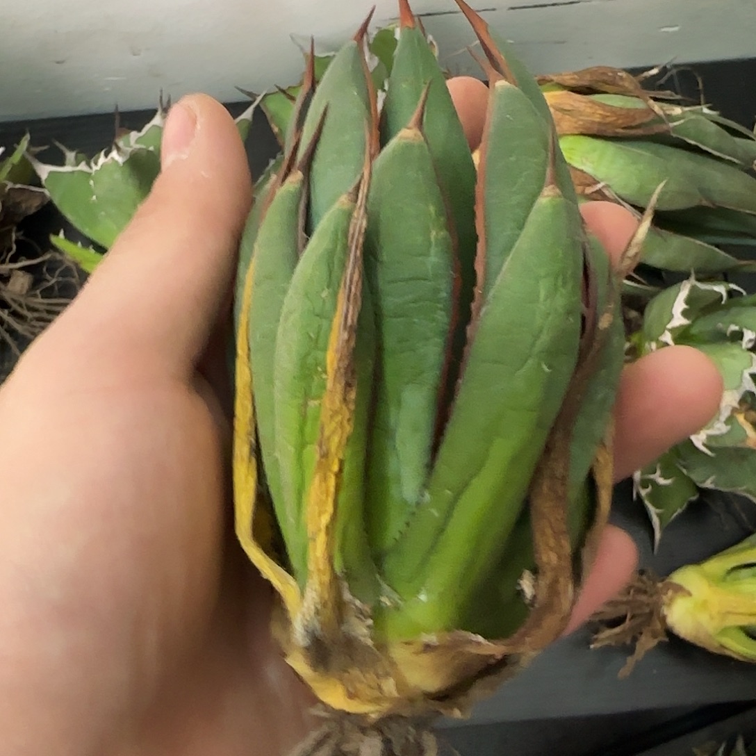 上帝之手龙舌兰111111111111