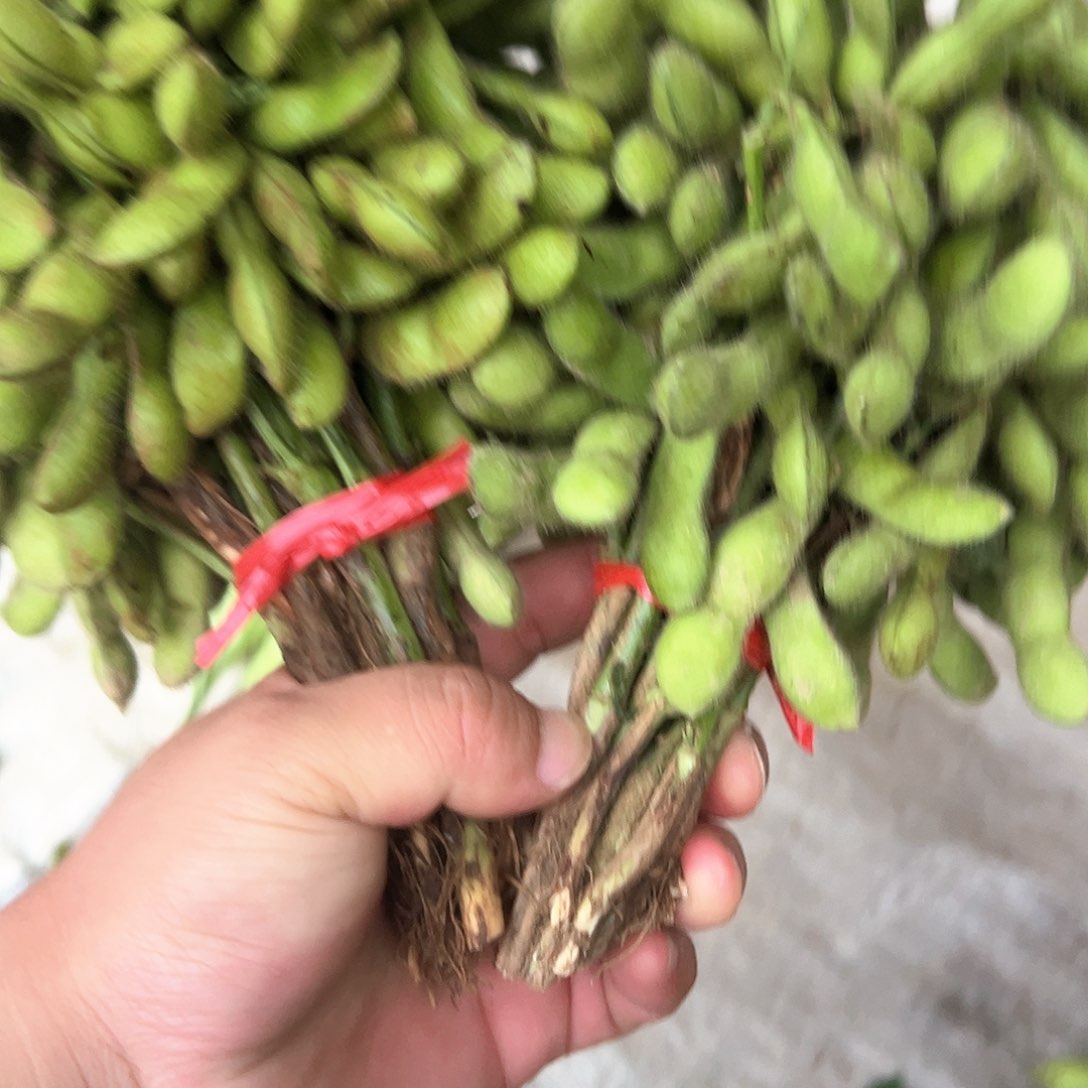 中国大陆毛豆两把包邮