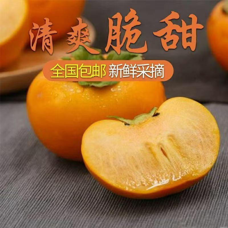 【果园现摘】应季脆柿 不麻口 包邮 坏果包赔