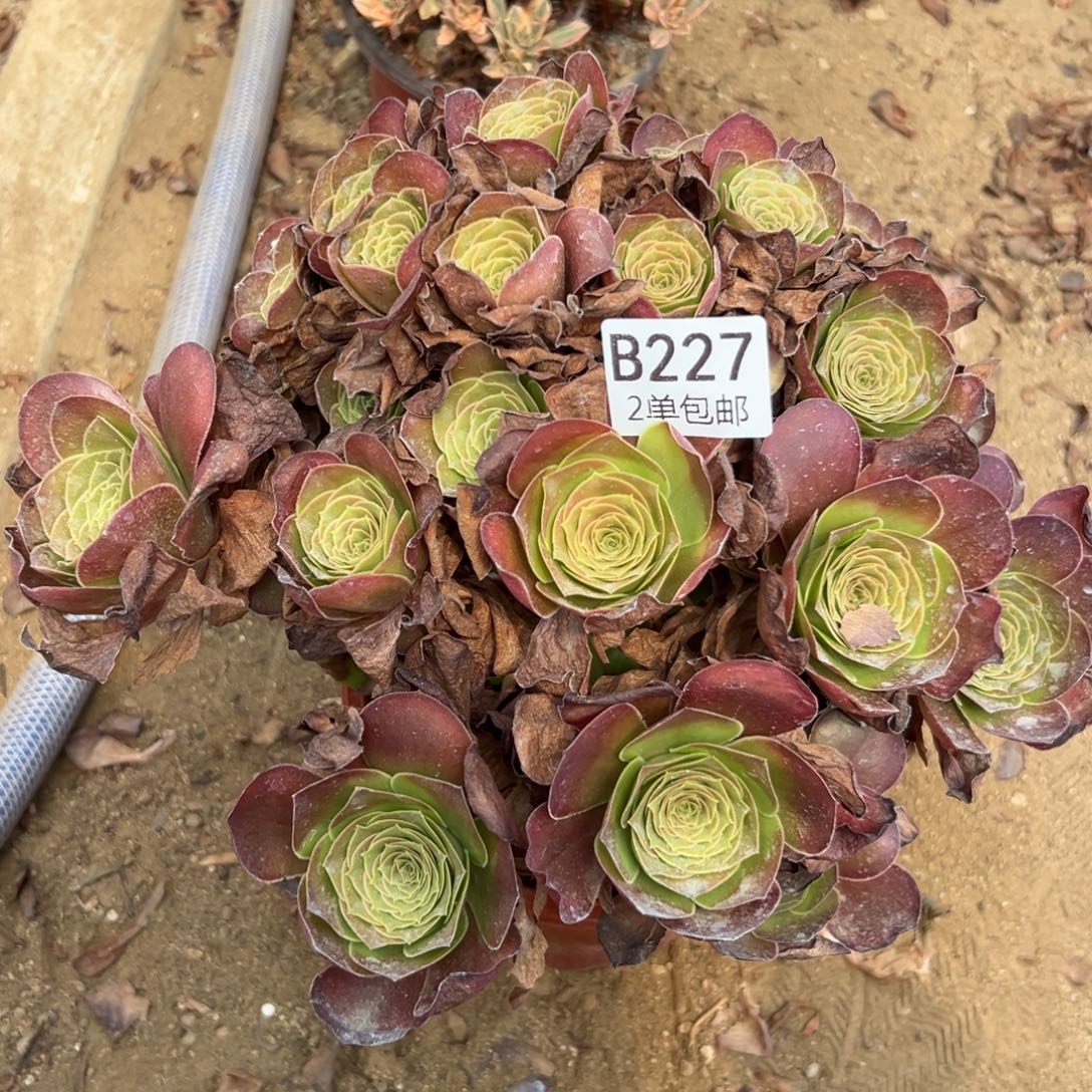 227多肉   魅金玫瑰    