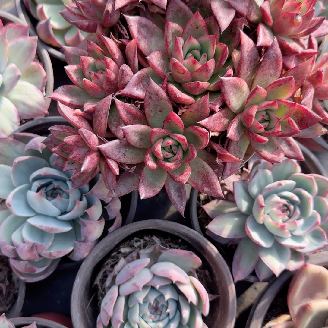 欣****无花朵腊宾大手捧