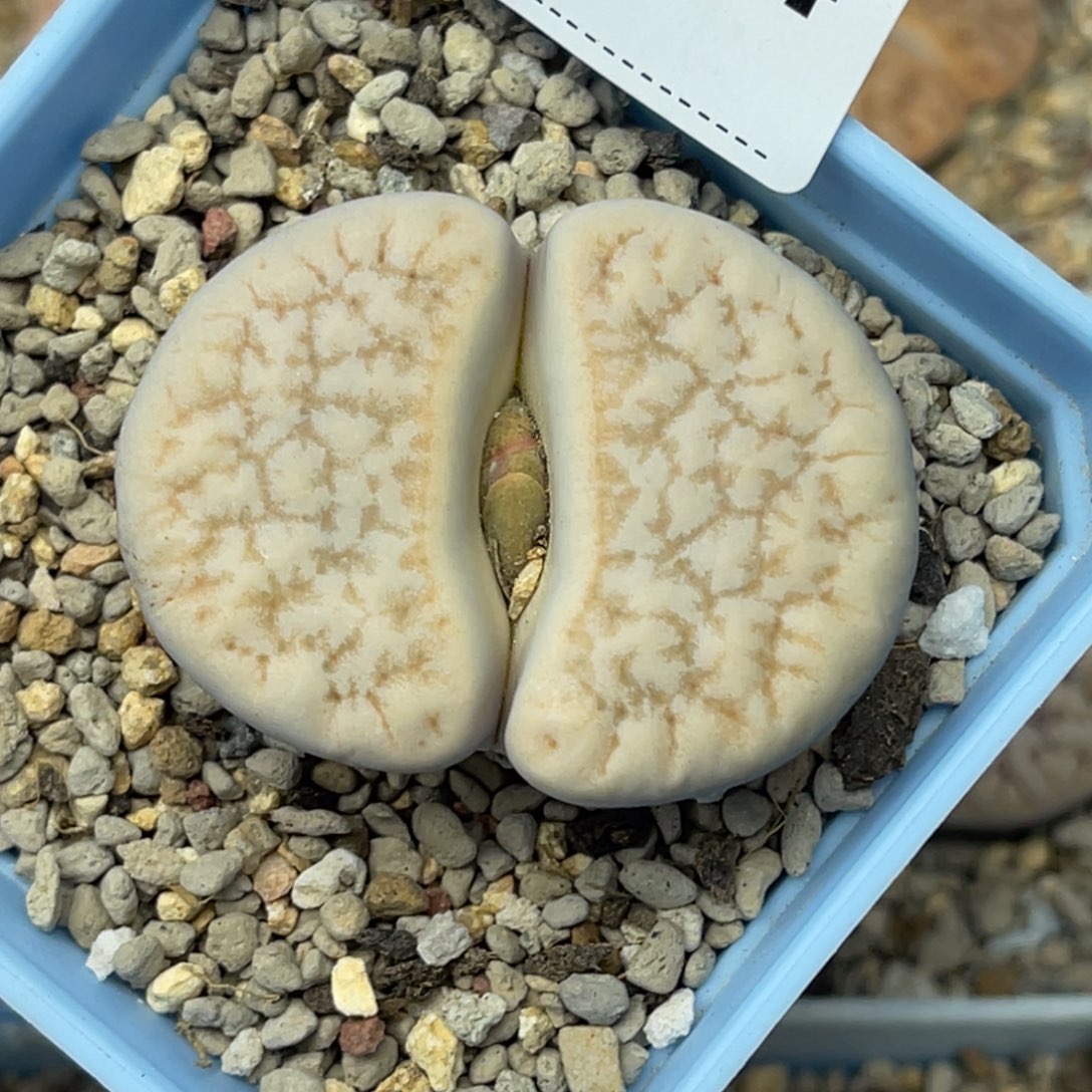 9724拿铁荒玉1尺寸4.3