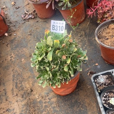 310原始绿不包断枝