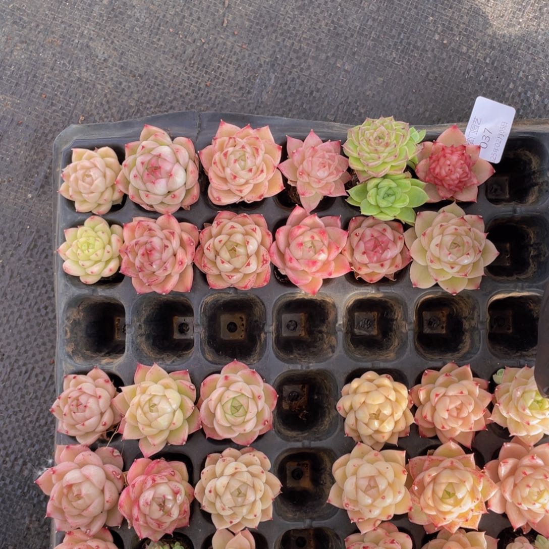 我们的生活方式是什么037