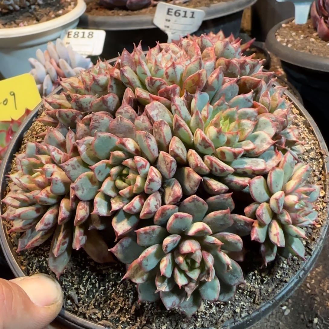 血燕一物一拍包装收缩花旱