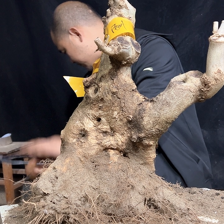 完全开放对节白蜡