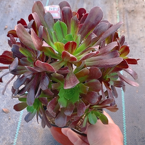 928欧若拉多肉植物