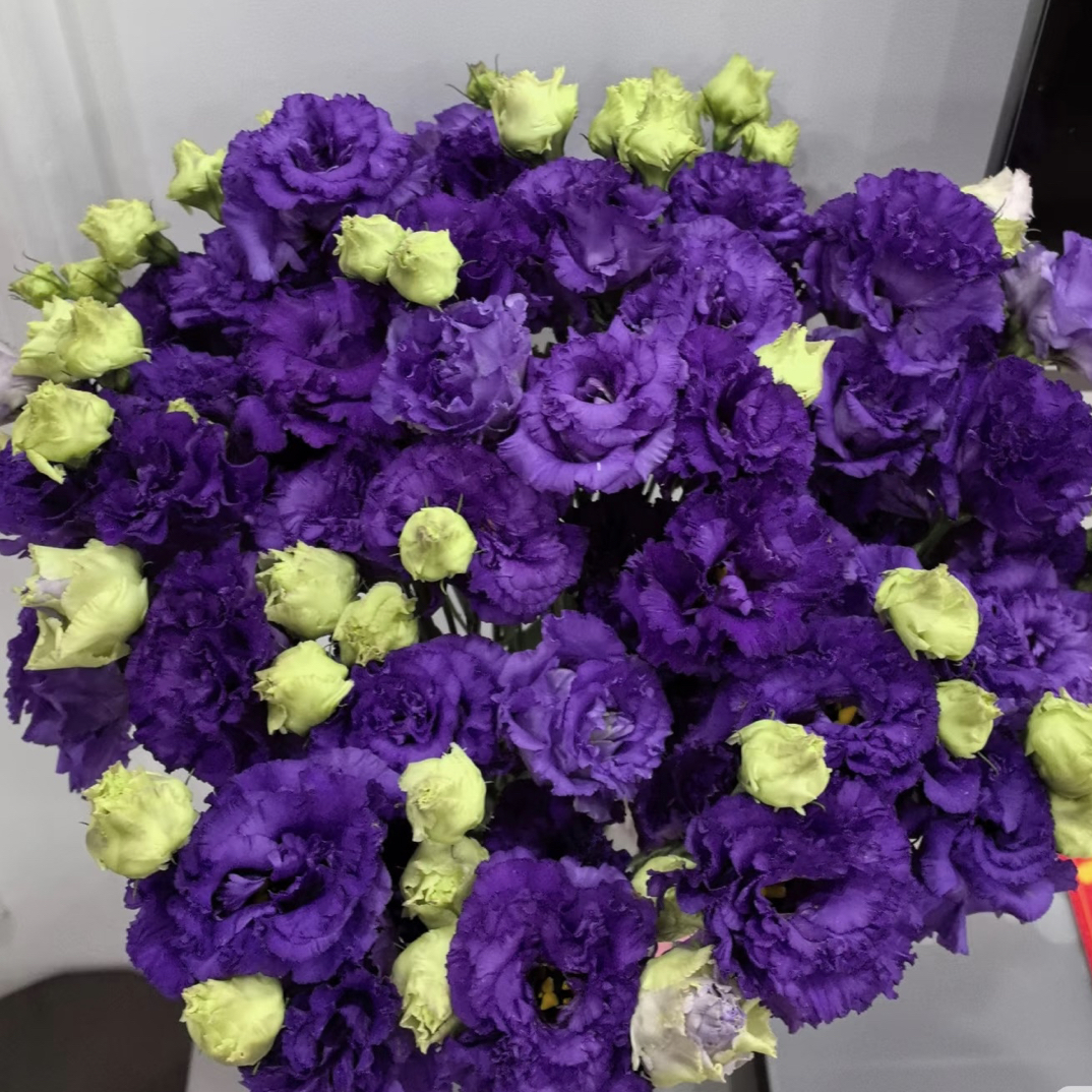 云南鲜花波浪深紫色洋桔梗高贵神秘浪漫超长待机