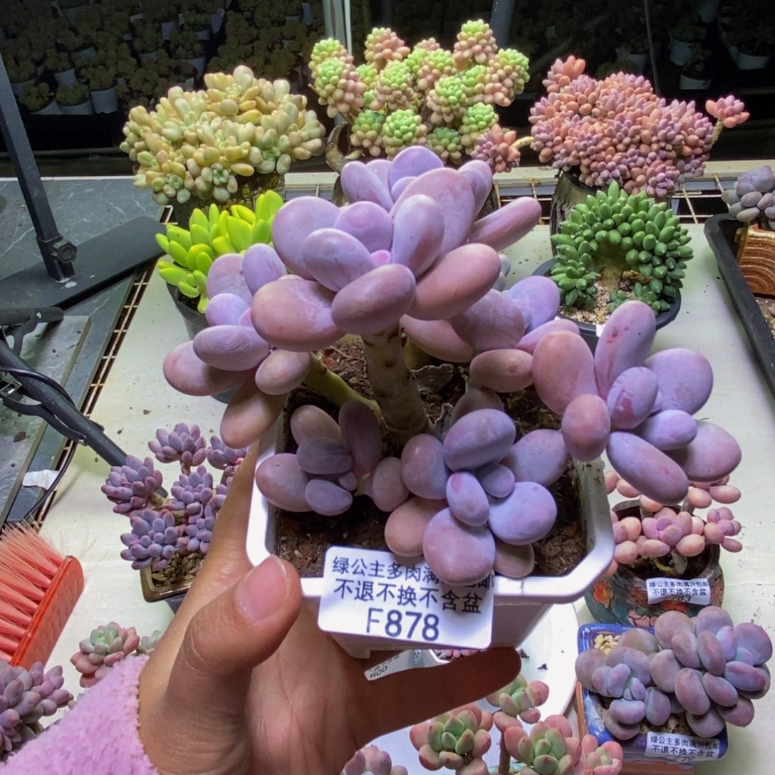878水光针多肉9cm