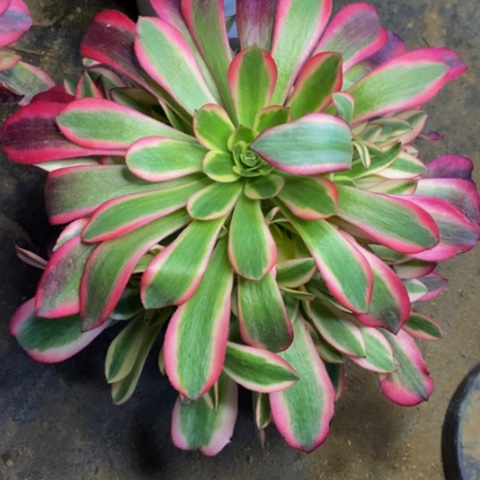 美杜莎多肉植物量拍