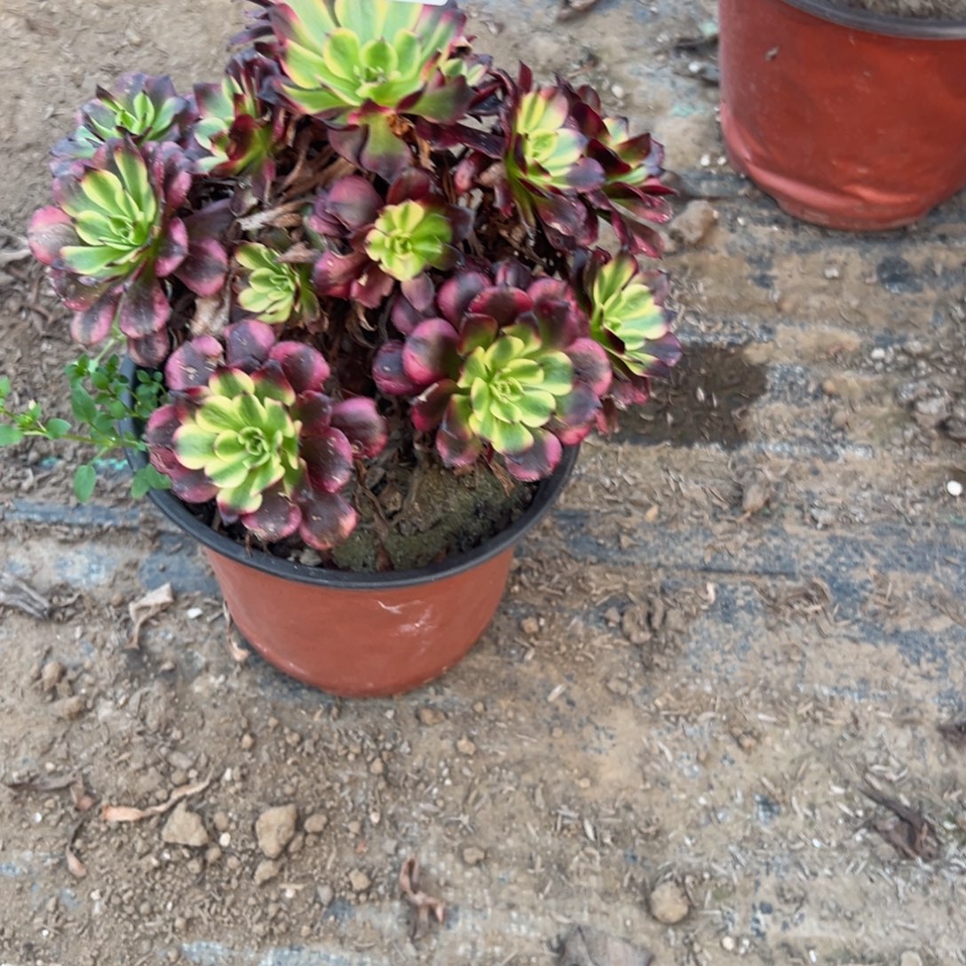 760美姬多肉植物法师