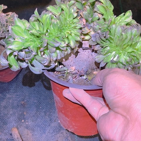 黄中班缀化多肉植物