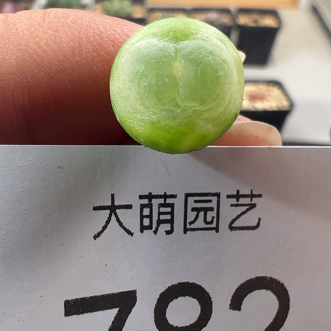 一物一拍。      782