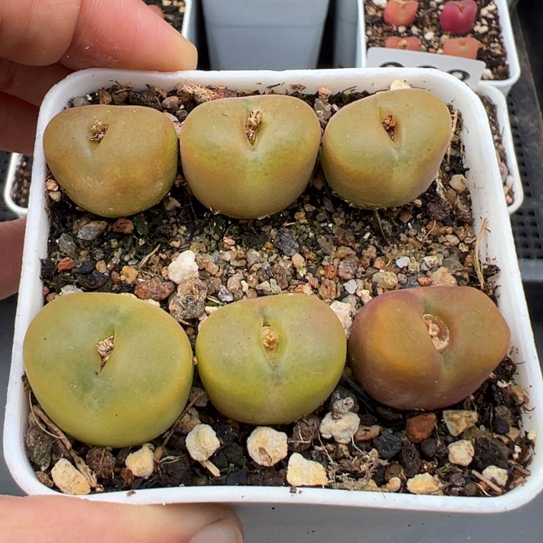 1.21好看的多肉028