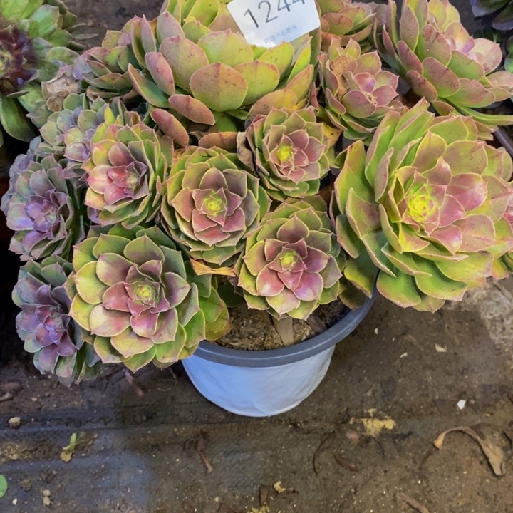 万圣节多肉断头不包1244