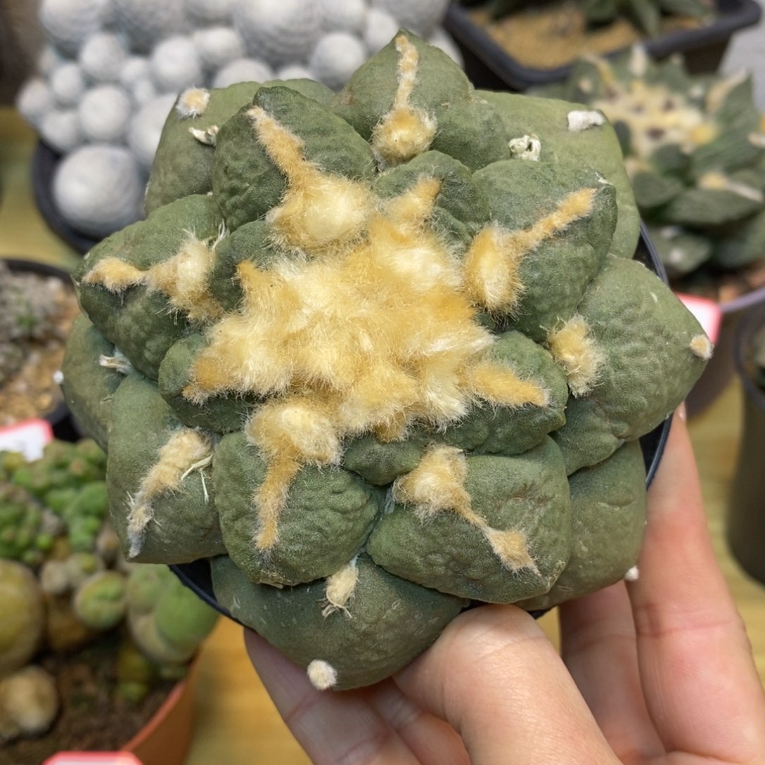     20号 自根 大尤龟甲连山11公分带盆土