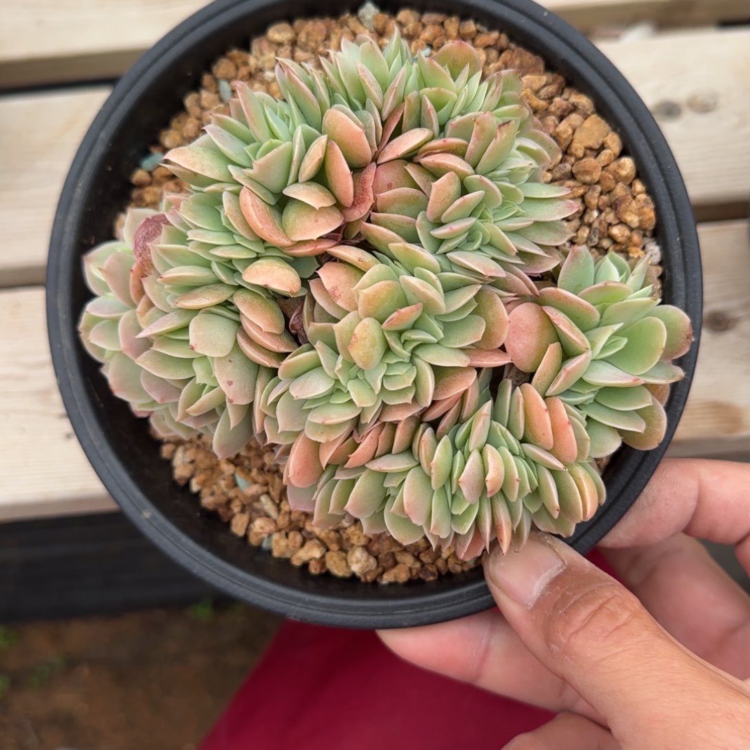 星纳塔缀化五十包邮