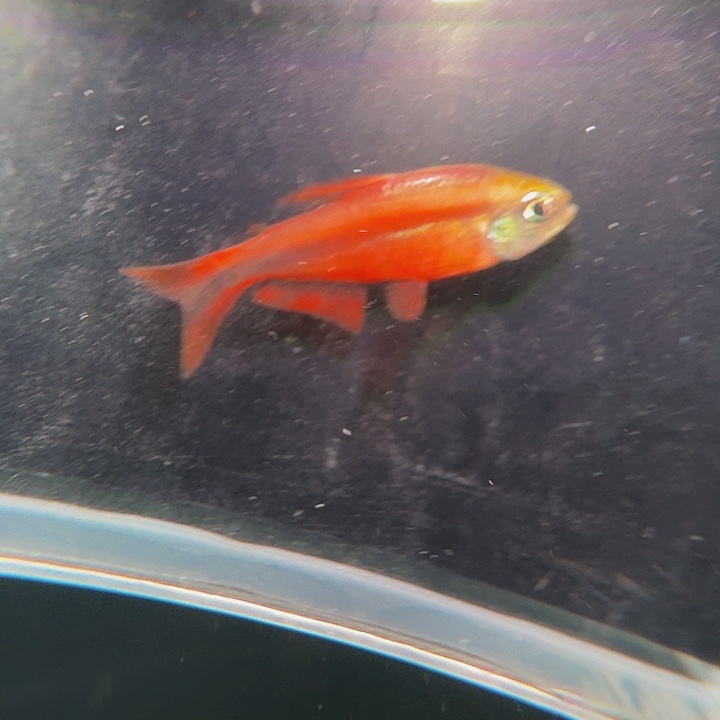 灯科鱼左下缸11号超红2.5厘米一条