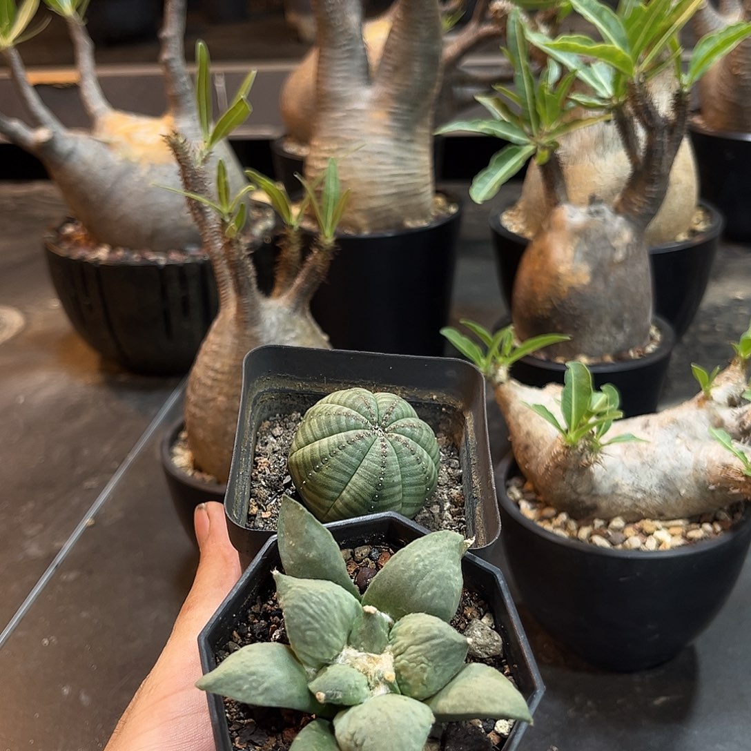 贵***达655996655669996999999666