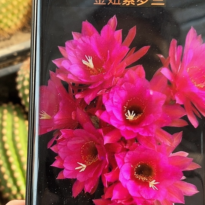 金妞紫罗兰/侧芽歪20包邮/