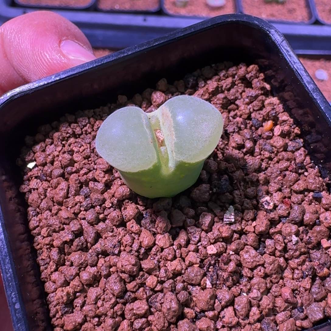 云缦精品番杏23.27