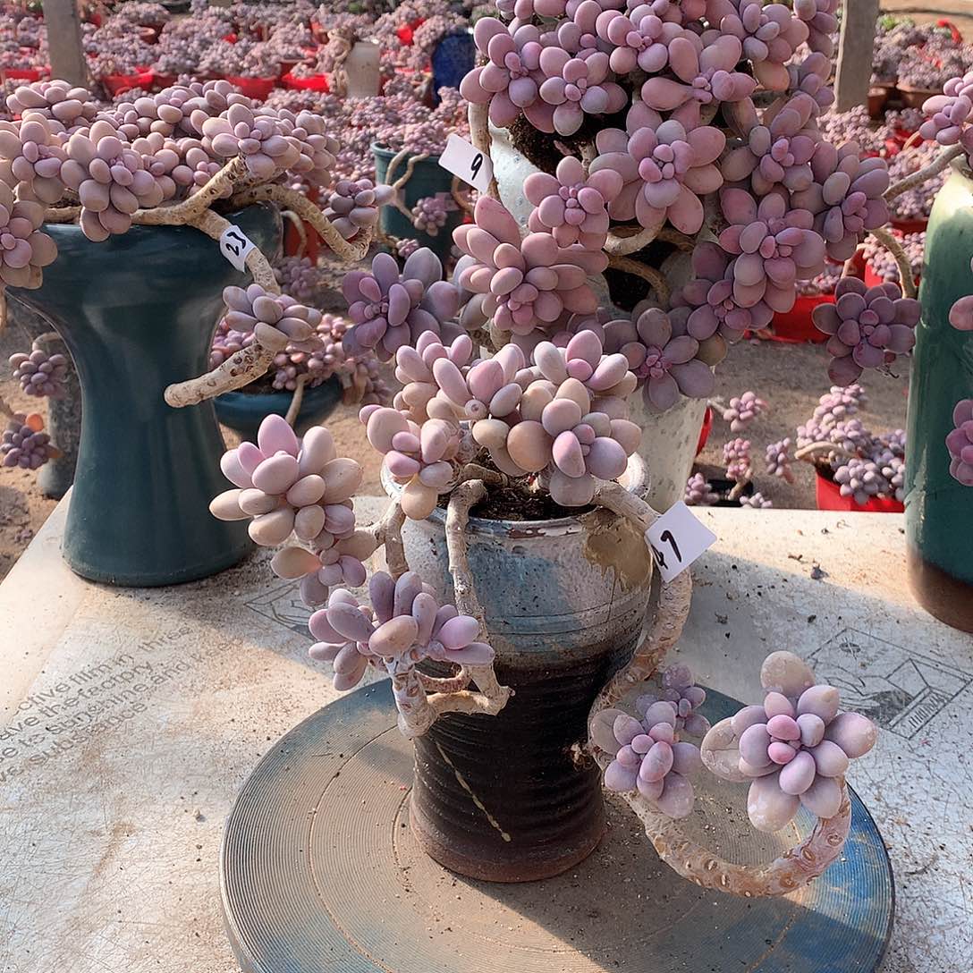 47一物一拍桃蛋老桩有蹭头不带盆