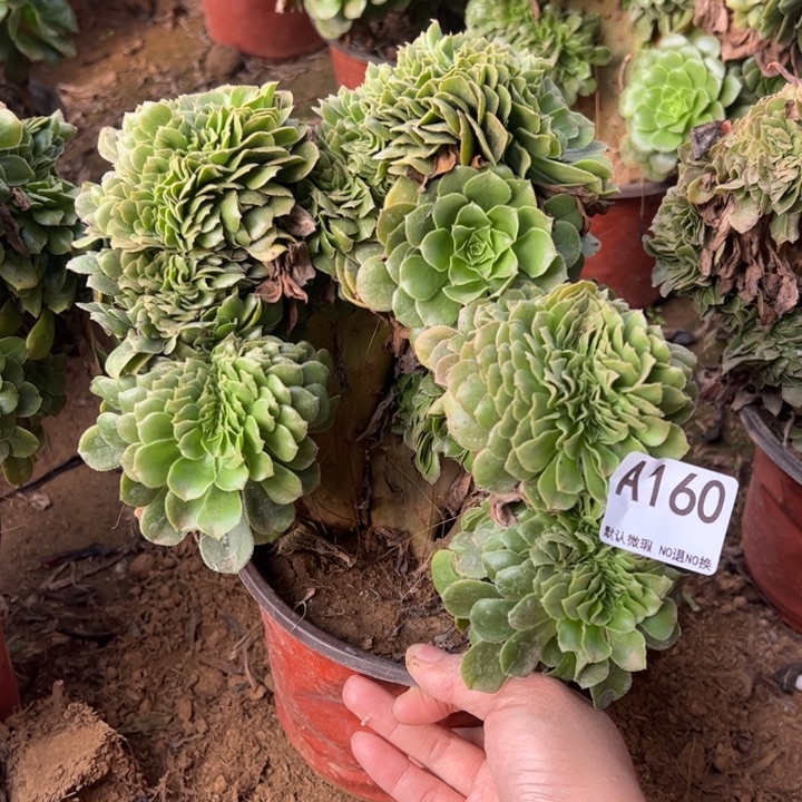 绿缀多肉植物160.