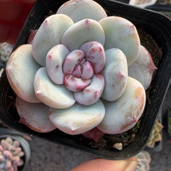 139雪天使多肉植物多