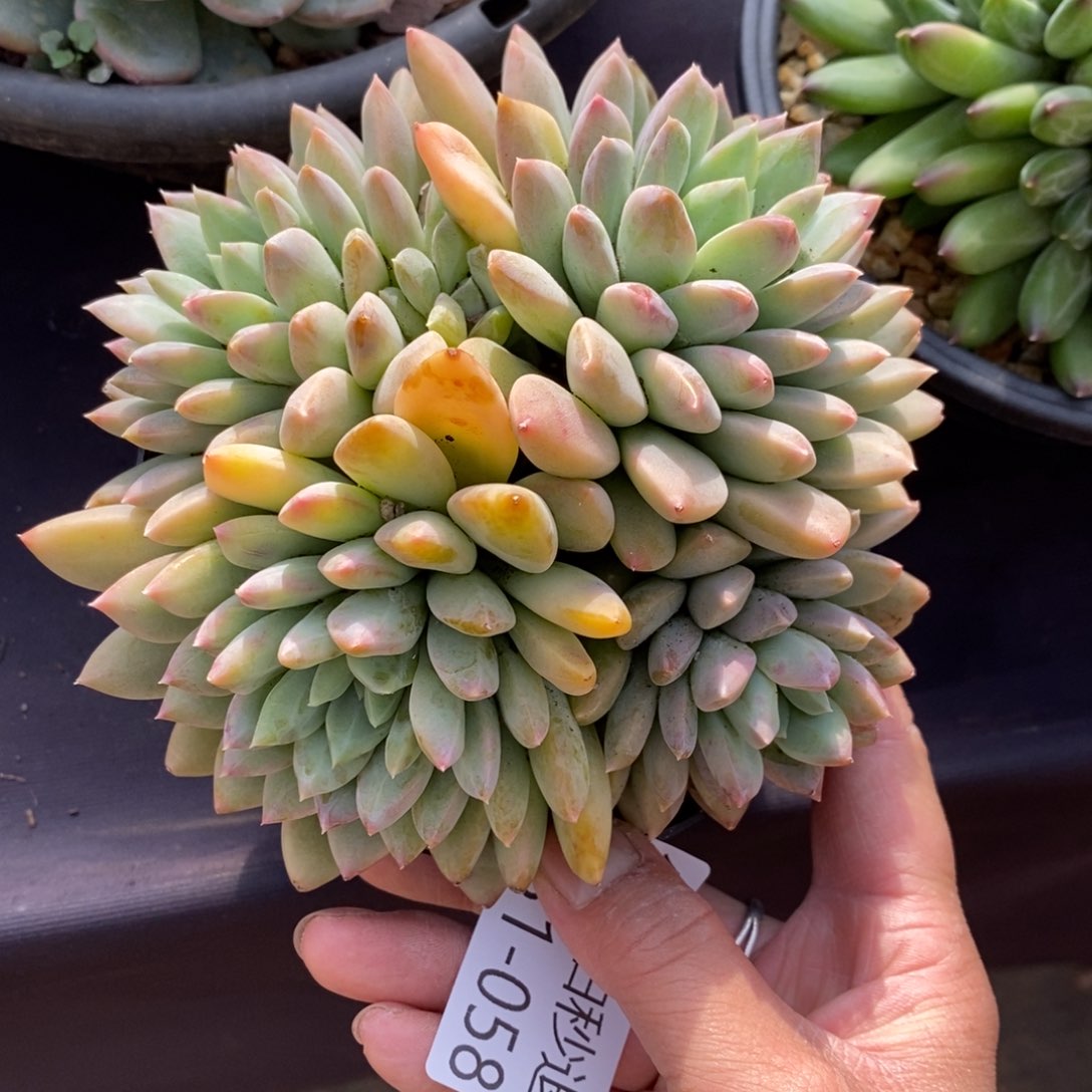 两单包邮1231-58霏云