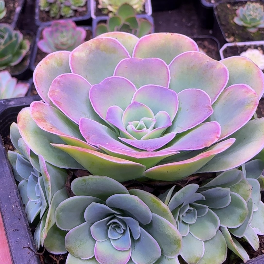 捧花玫瑰8厘米1122424242424