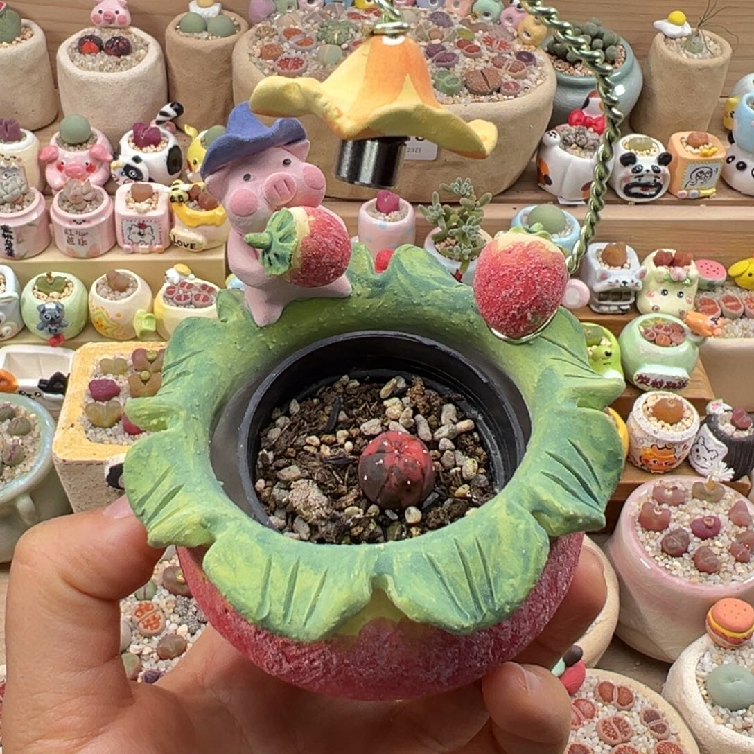 小***y多肉植物135号种好