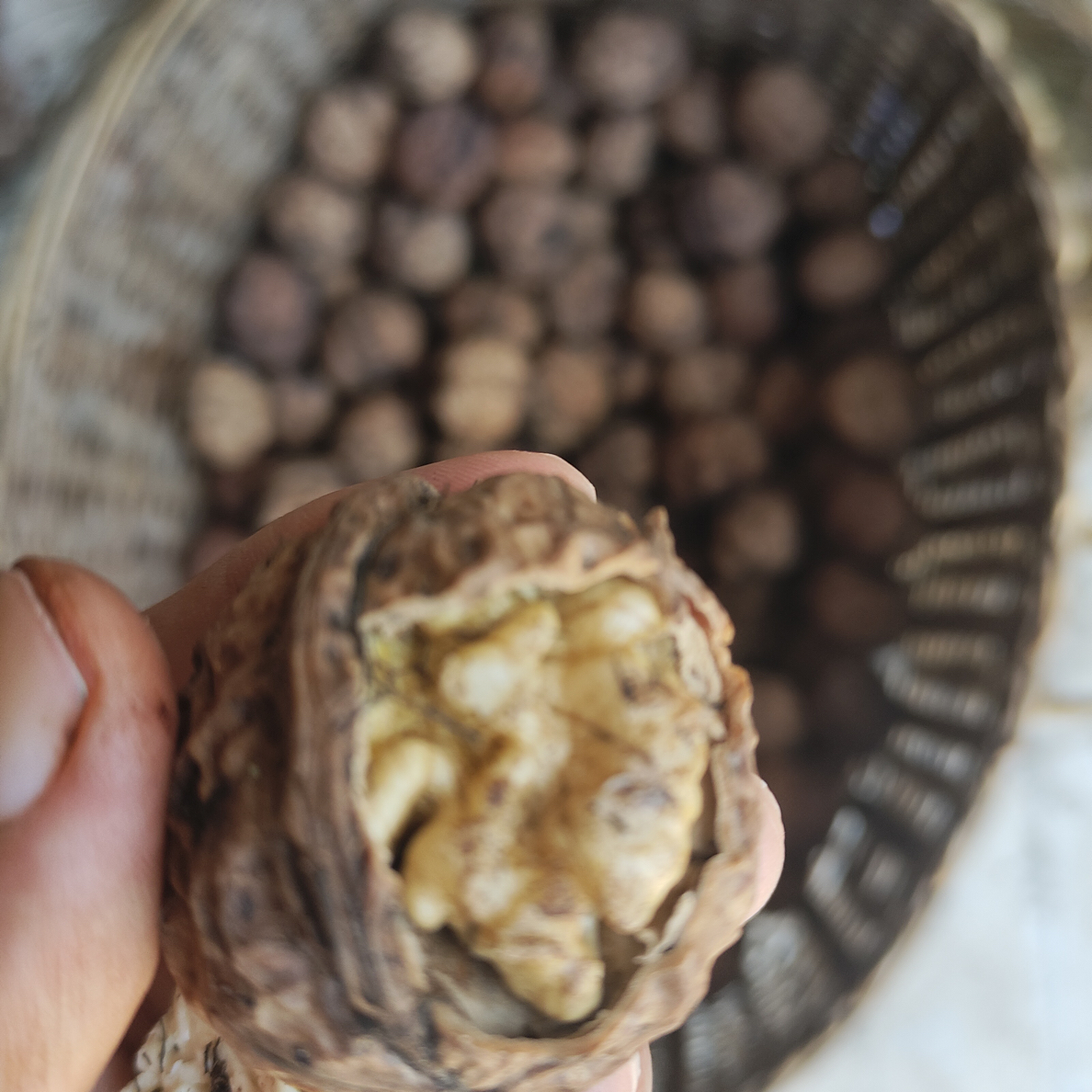 干核桃，云南无量山百年老树核桃，老品种油脂含量高，味道香甜。