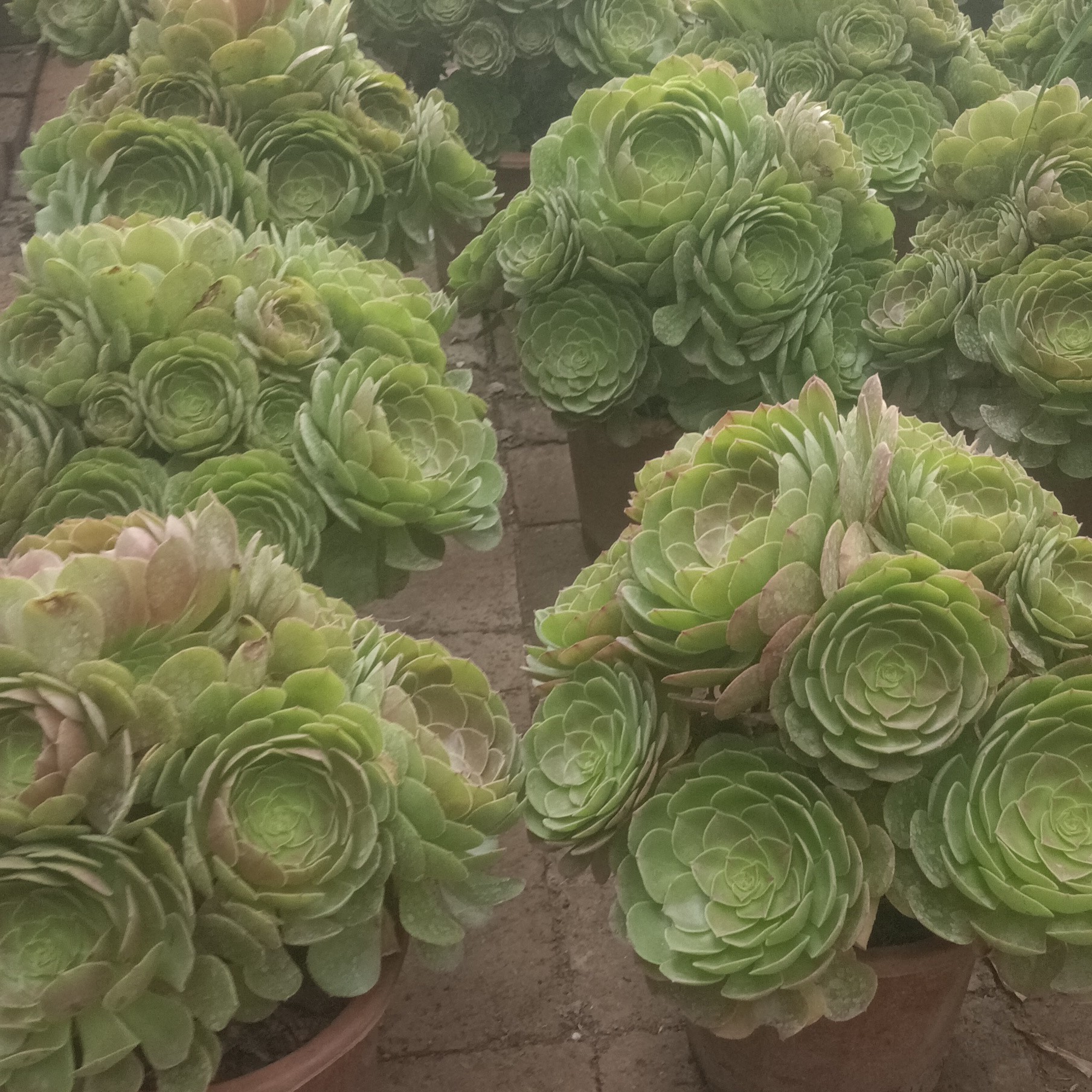 青苹果法师多肉，容易养护。