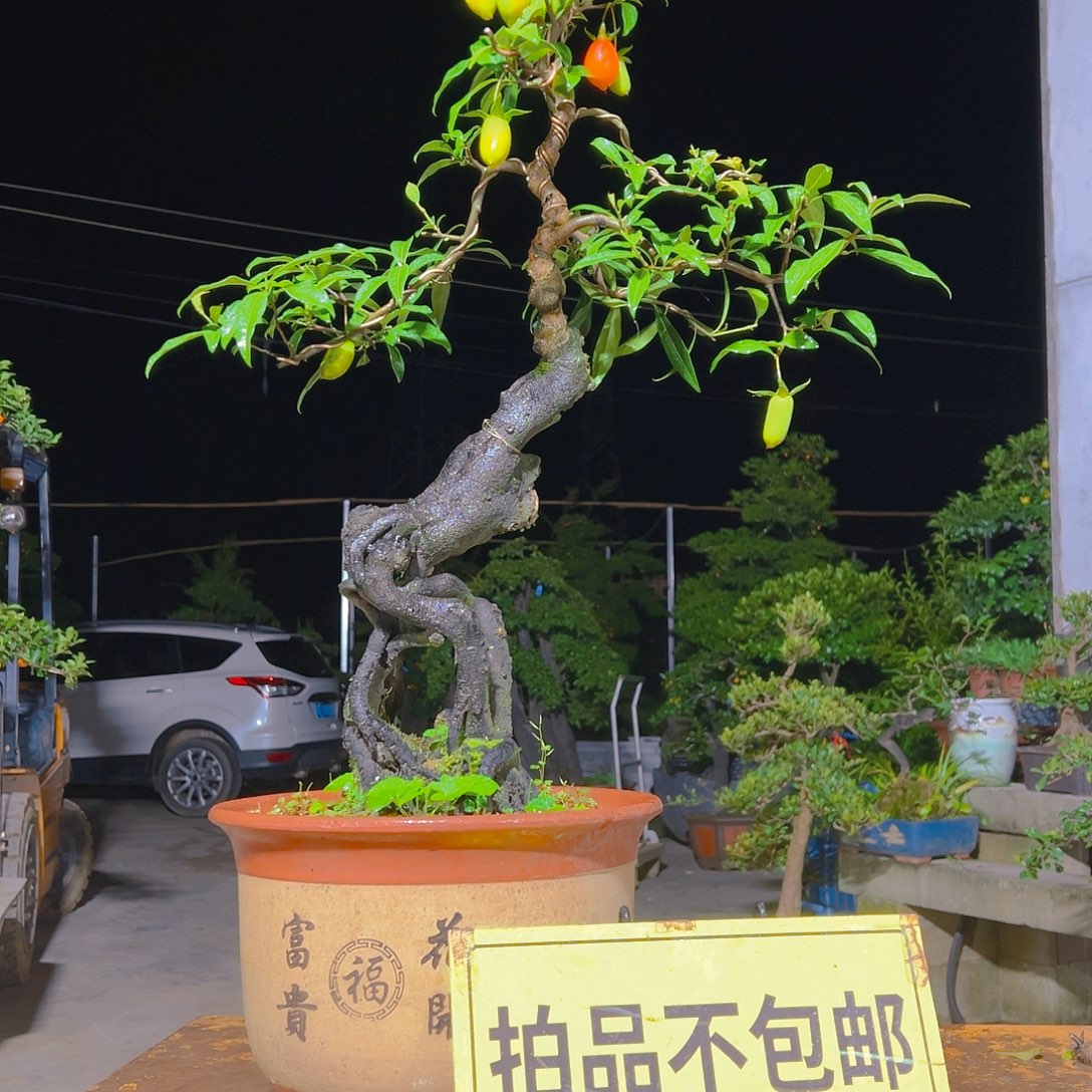 无花朵嫁接金弹子。    血红辣椒