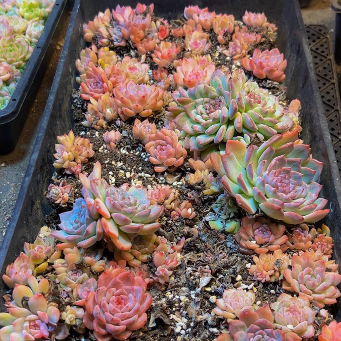 481脱土后再加入盐调味后再加