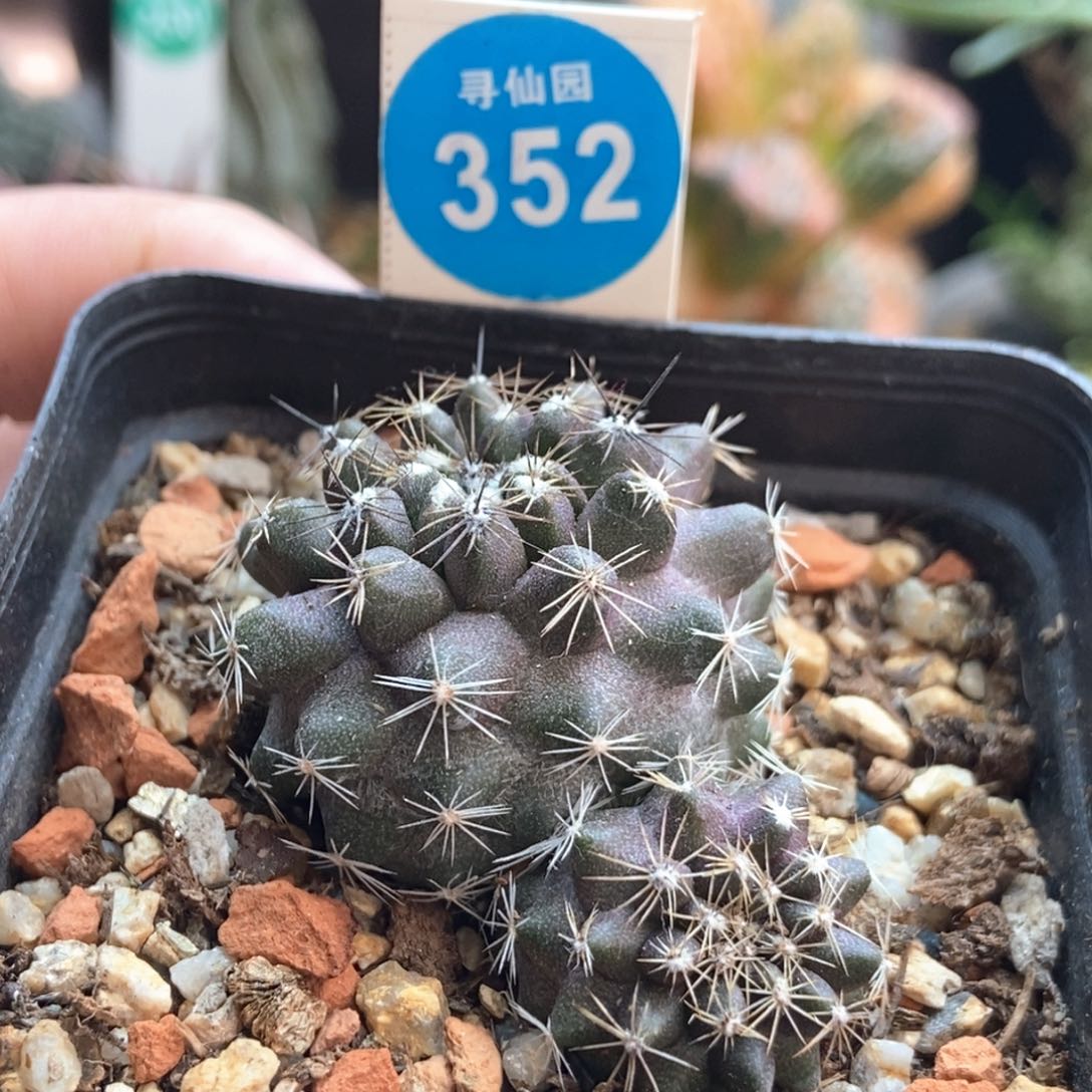 公子丸龙爪球实生双头