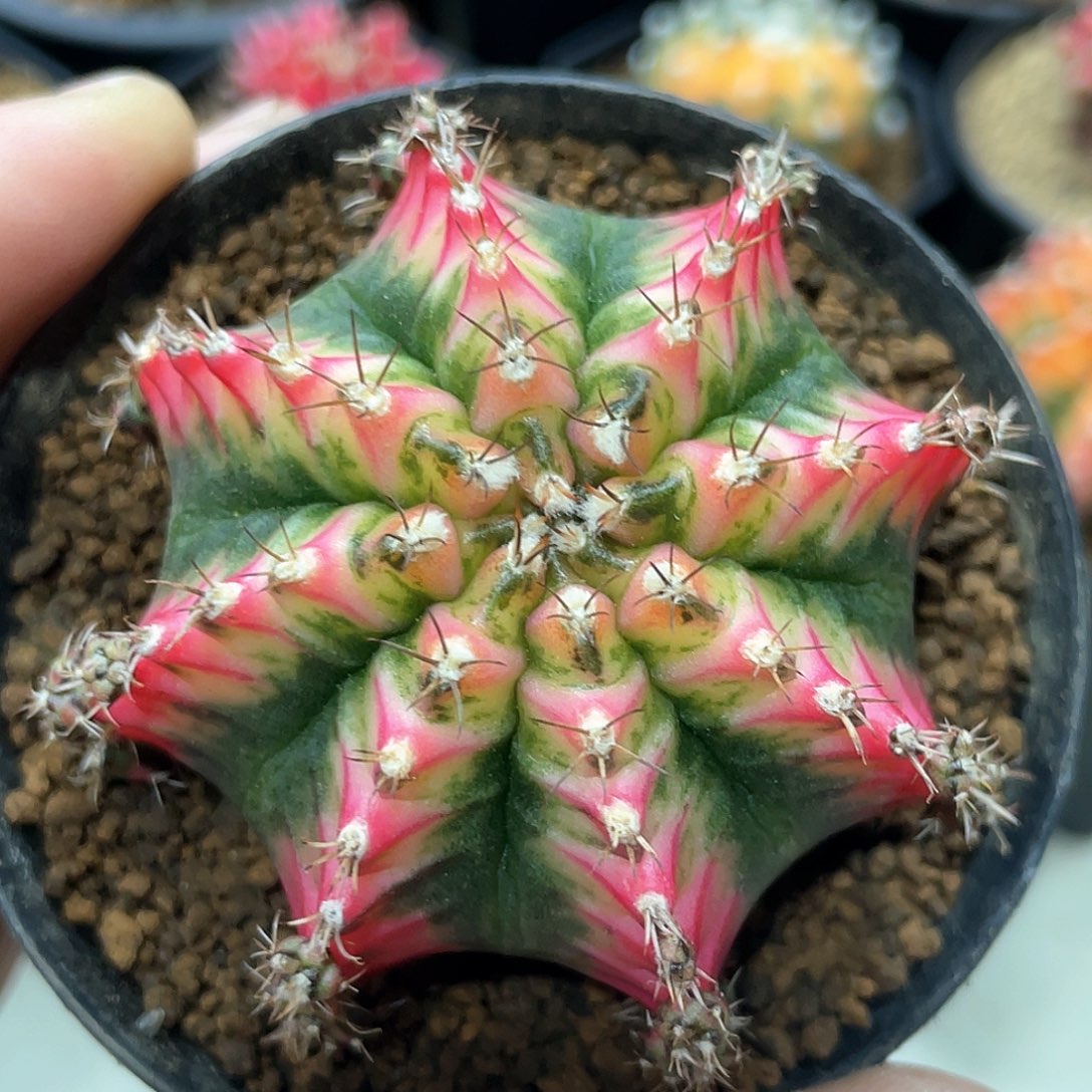 泰系名品侧，花蝴蝶