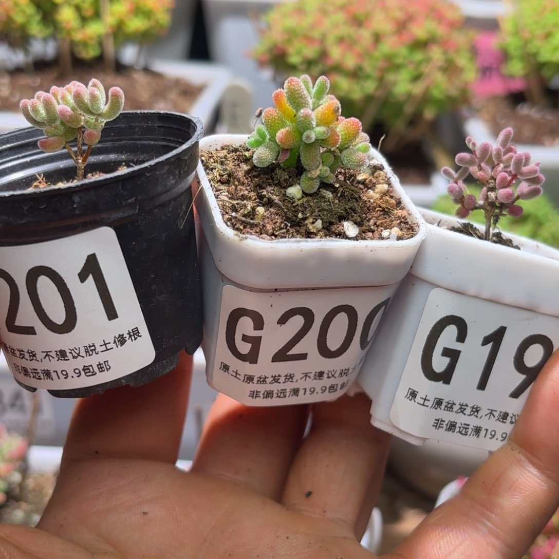 枝干番杏实生糖球G200.G199.冰晶杂G201