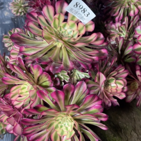 红铜多肉多肉8983