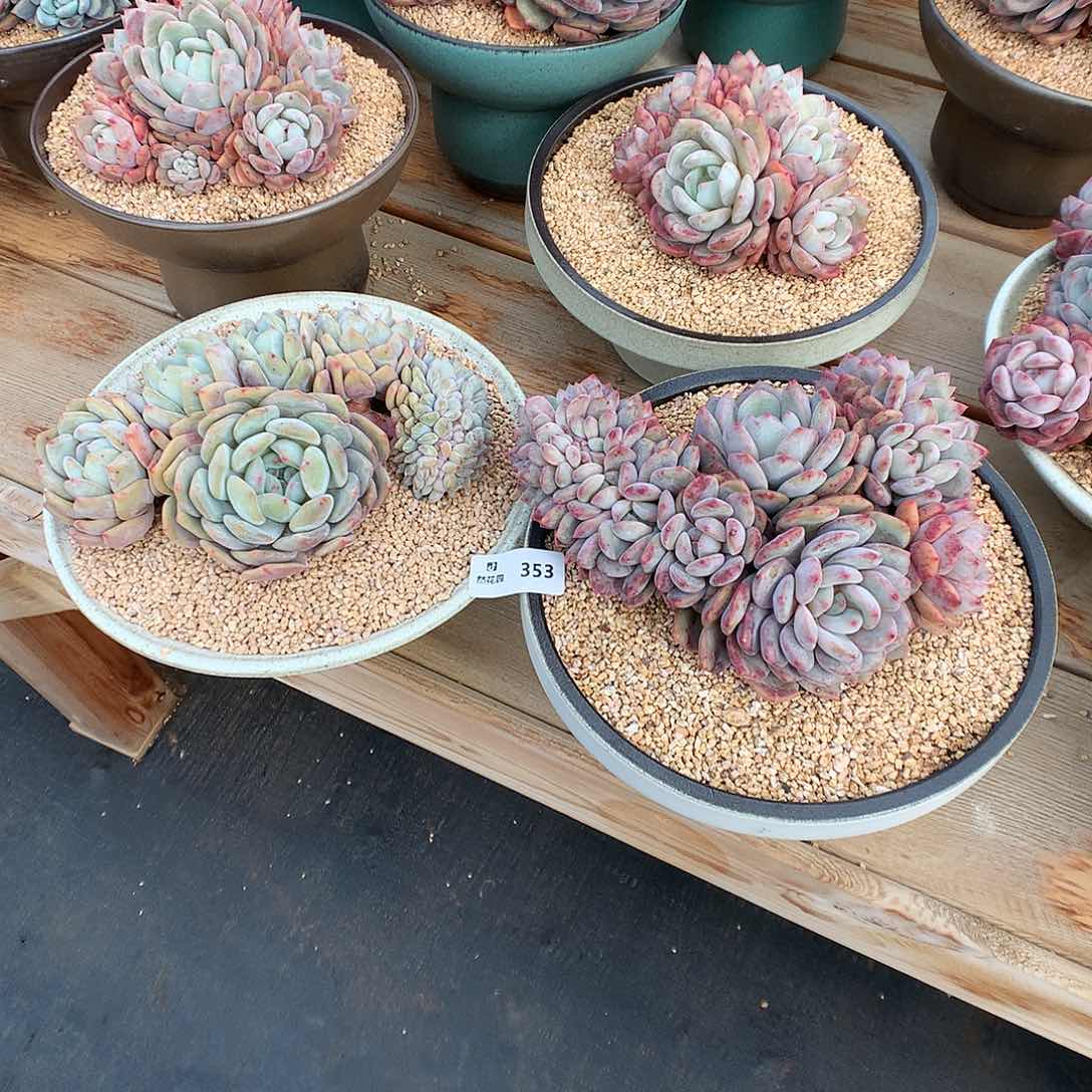 *️****353梦露缀化多肉植物