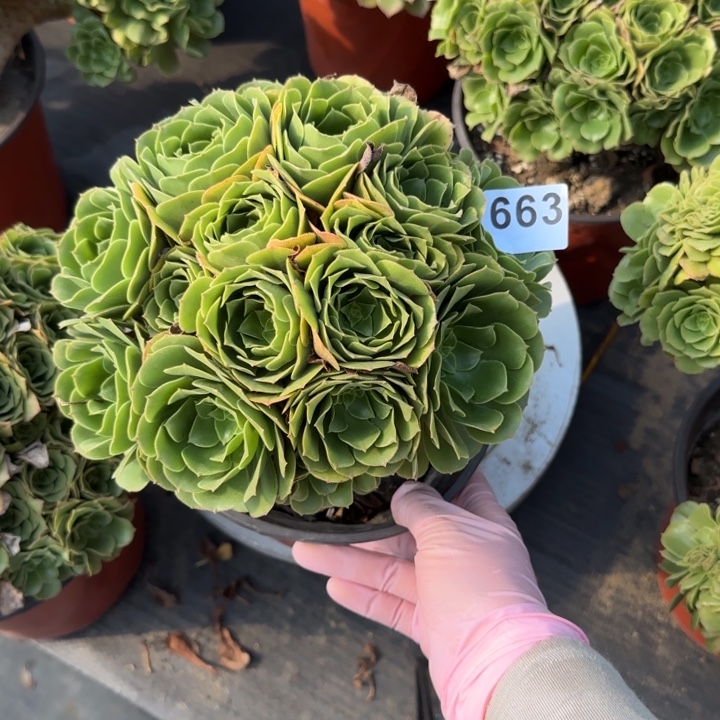 叶****多肉植物绿朵朵663