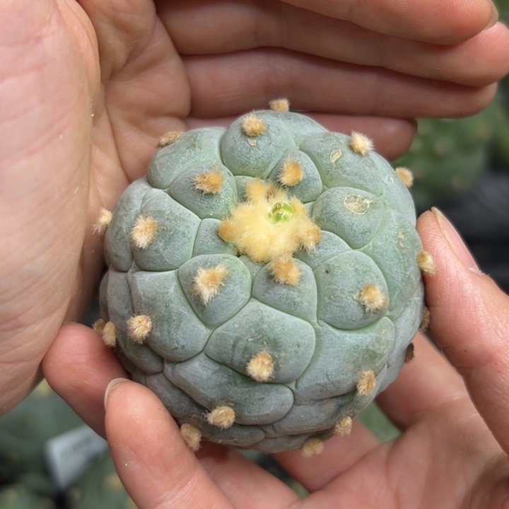 739 无根 仙人球的故事是