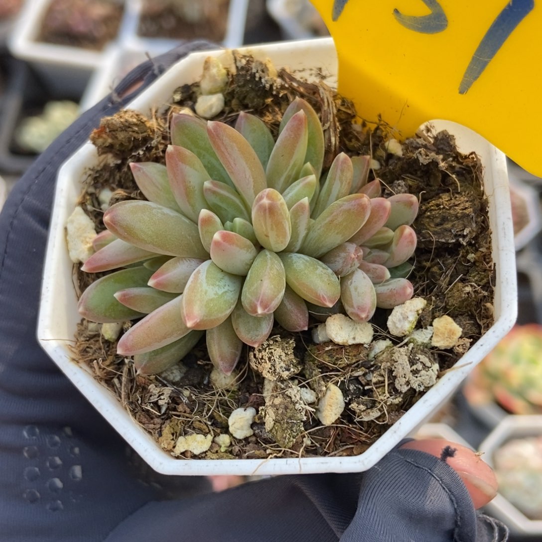 951炫彩星多肉植物保护