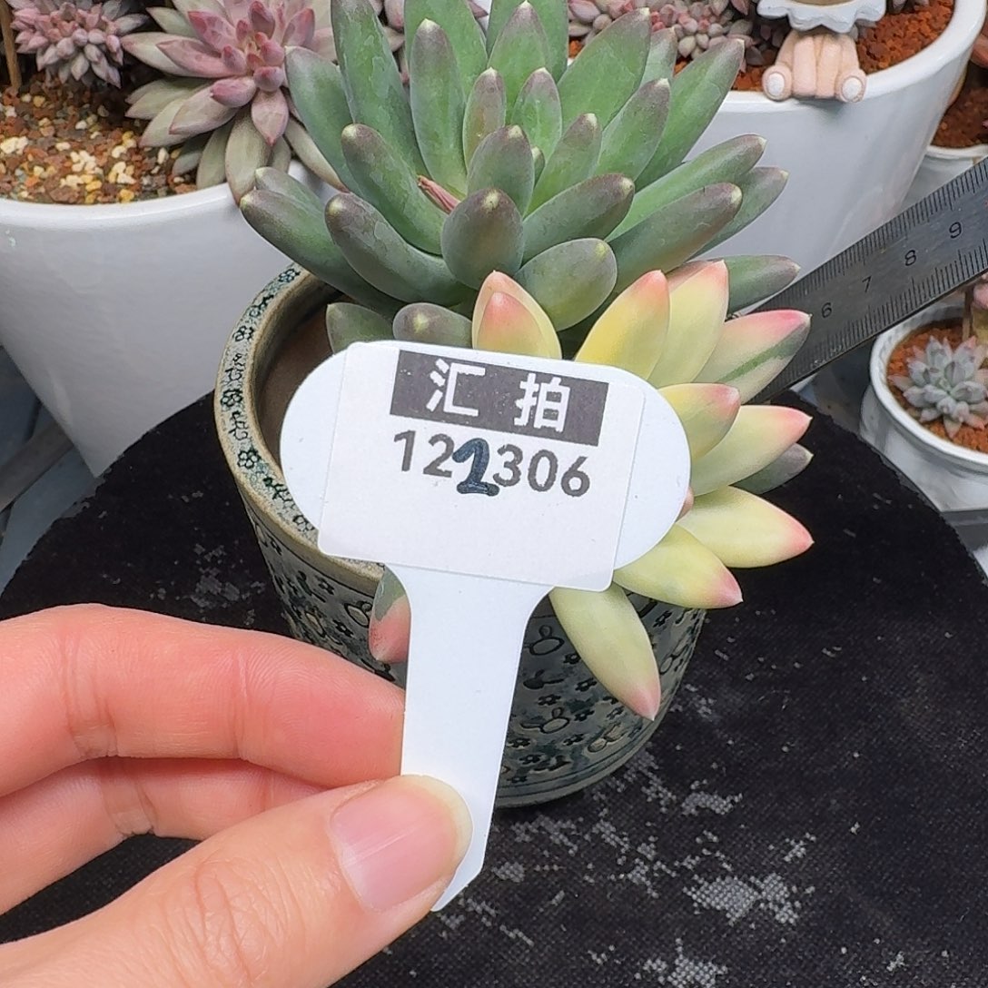 精品多肉植物122306