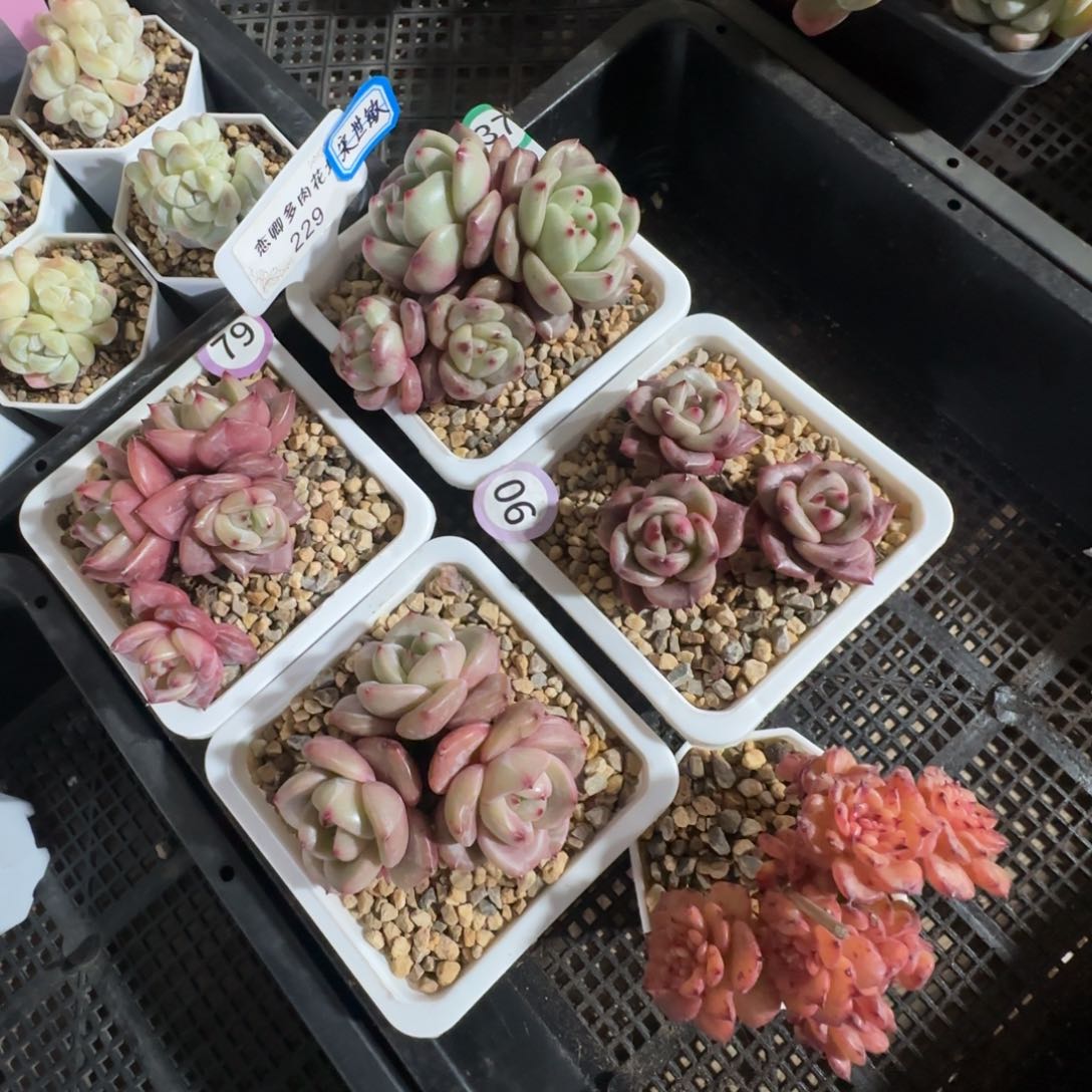 品*229组合香槟老桩无砍群